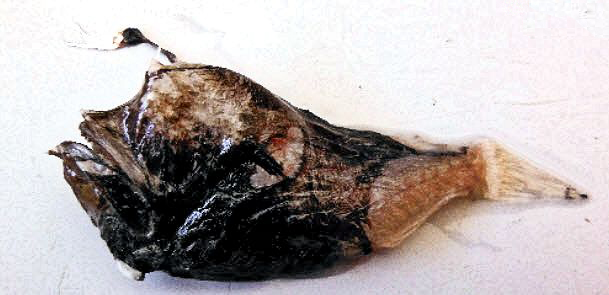 Lophodolos acanthognathus_02.jpg